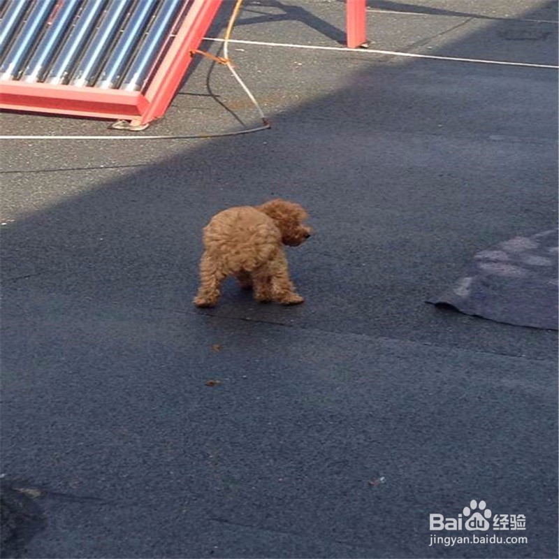 怎么训练狗狗在固定地方大小便