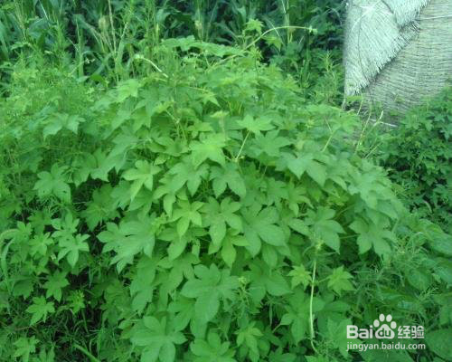 生活中常见中草药及其疗效(四)