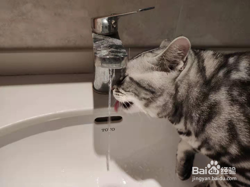 如何正确看待猫猫的应激反应