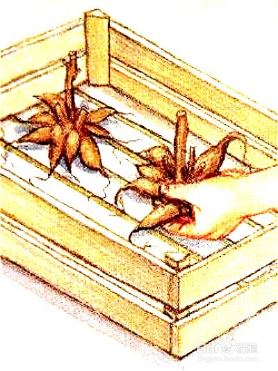 大丽花种植时间和方法