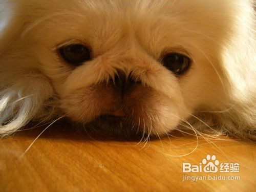 京巴性格温顺吗