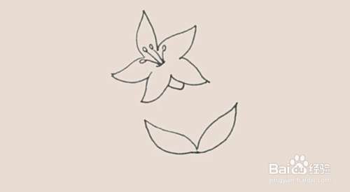 "黄花菜"怎么画?