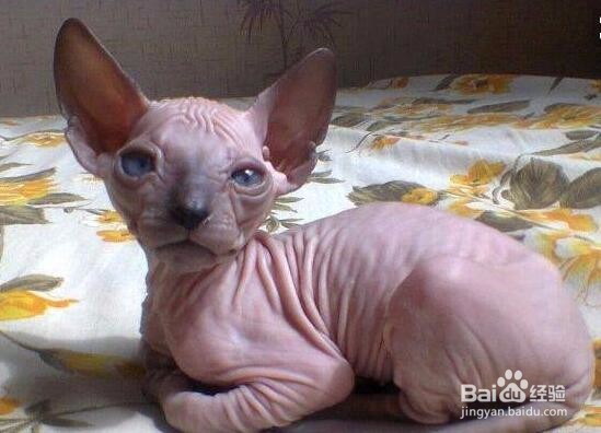 无毛猫怎么洗澡