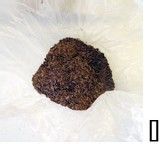 巧克力燕麦饼的做法