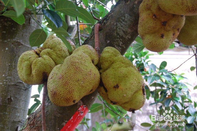 涠洲岛的美食诱惑