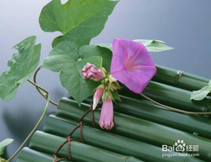 爬藤牵牛花的种植方法
