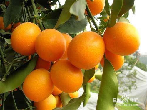 怎么挑选新鲜金桔?