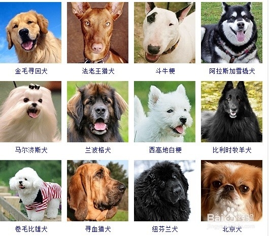 宠物美容培训机构