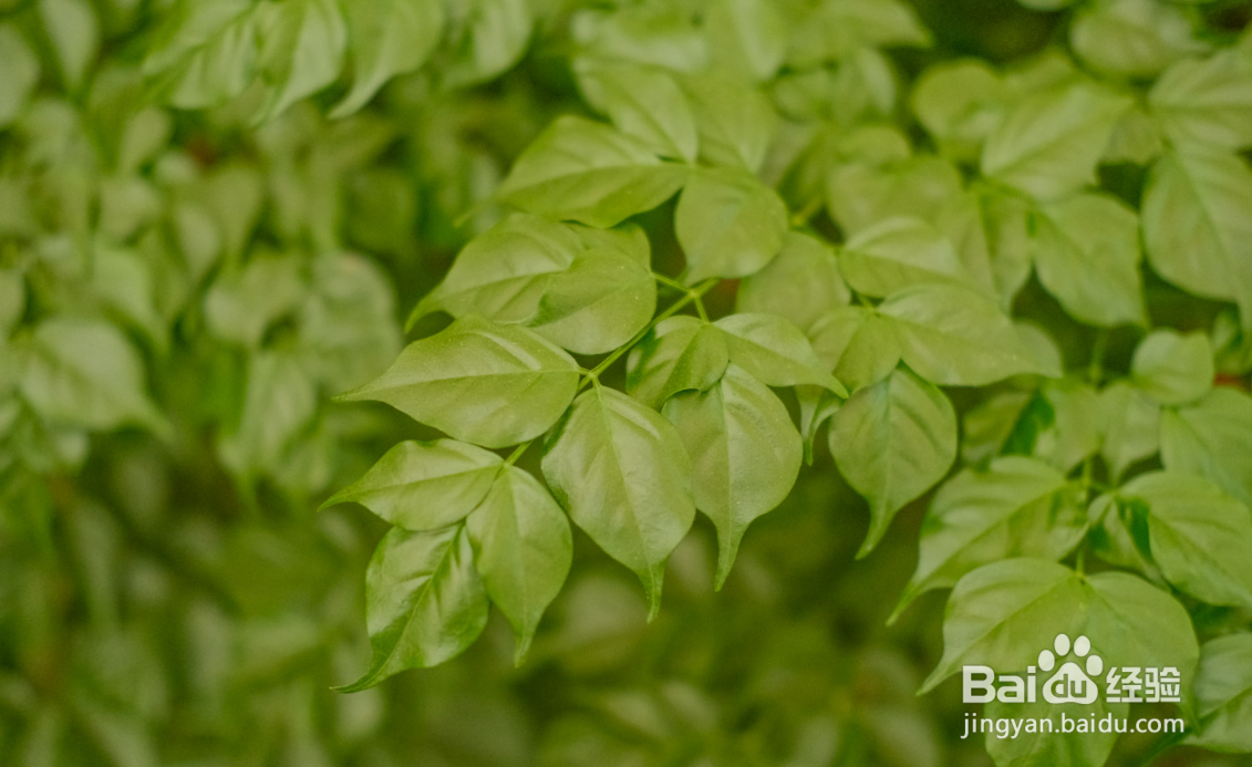 幸福树的管理和养法