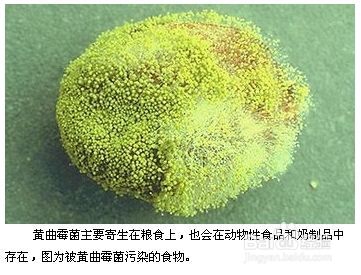 如何排除体内的黄曲霉毒素？