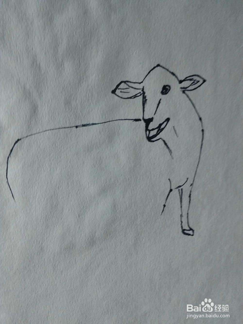 简笔画绵羊的画法