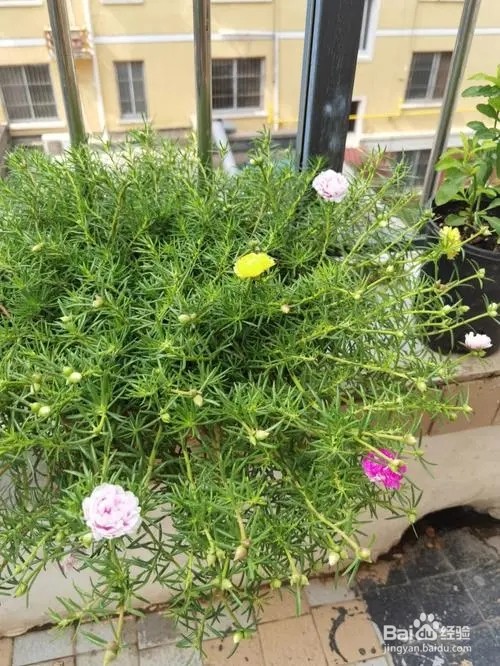 太阳花怎么养爆盆