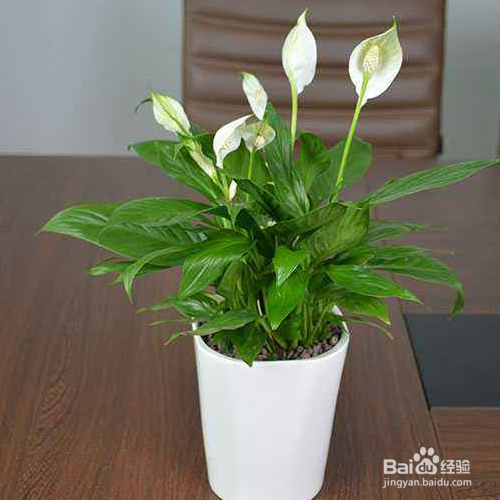 白掌的养殖方法