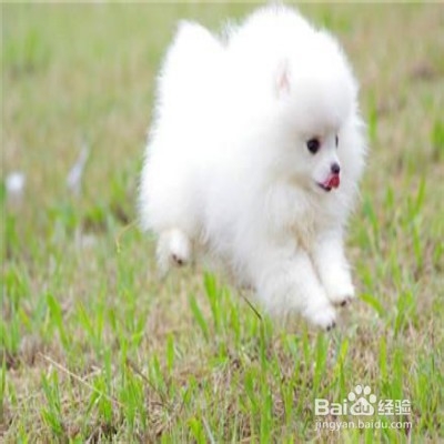 狗狗随地大小便怎么办