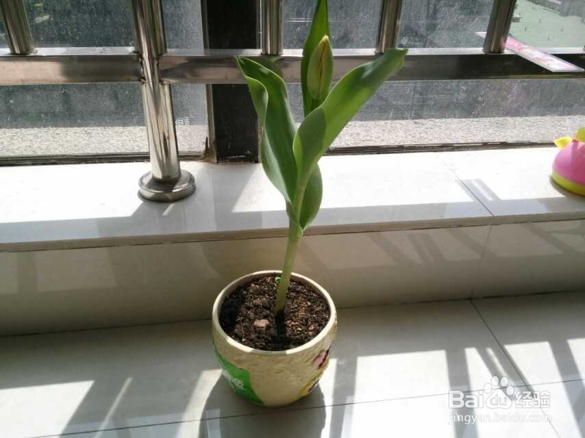 在阳台种植郁金香的生长过程