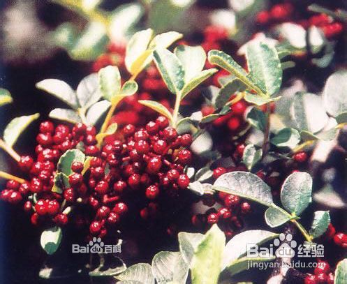 雅安地震之雅安回忆