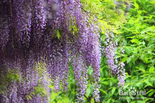 常见的开紫色的花植物都有哪些 百度经验