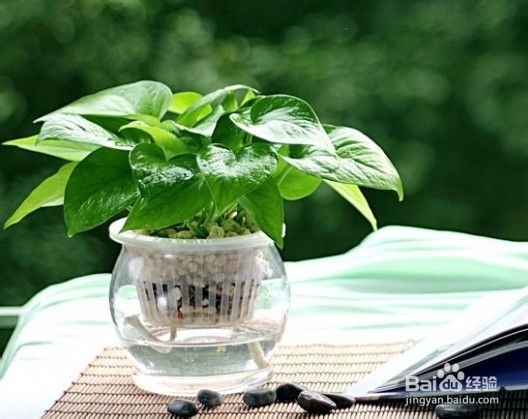 生活小常识——水培绿萝的方法