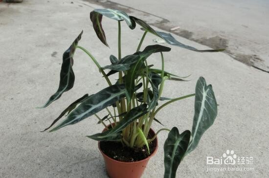 银羽竹芋怎么养