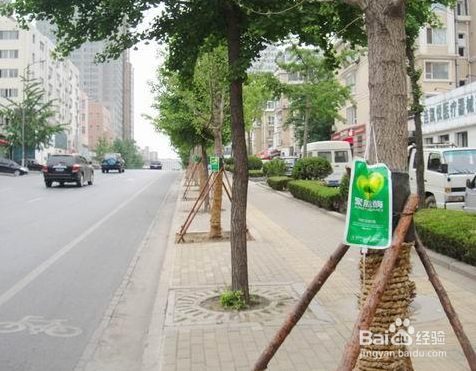 大树营养吊针如何吊