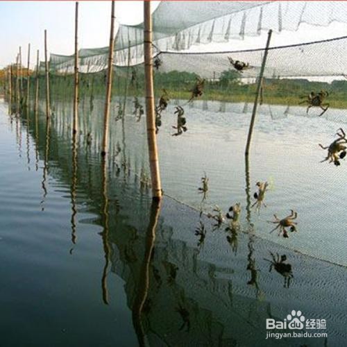 六月黄大闸蟹是什么？六月黄的烹饪方法。