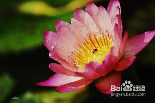 香水莲的种植方法 百度经验