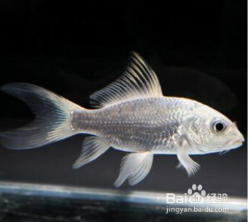 养蝴蝶鲤的技巧和方法