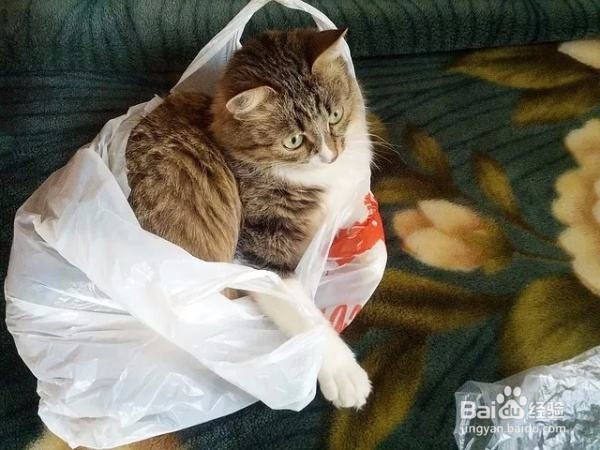 猫咪为什么喜欢塑料袋