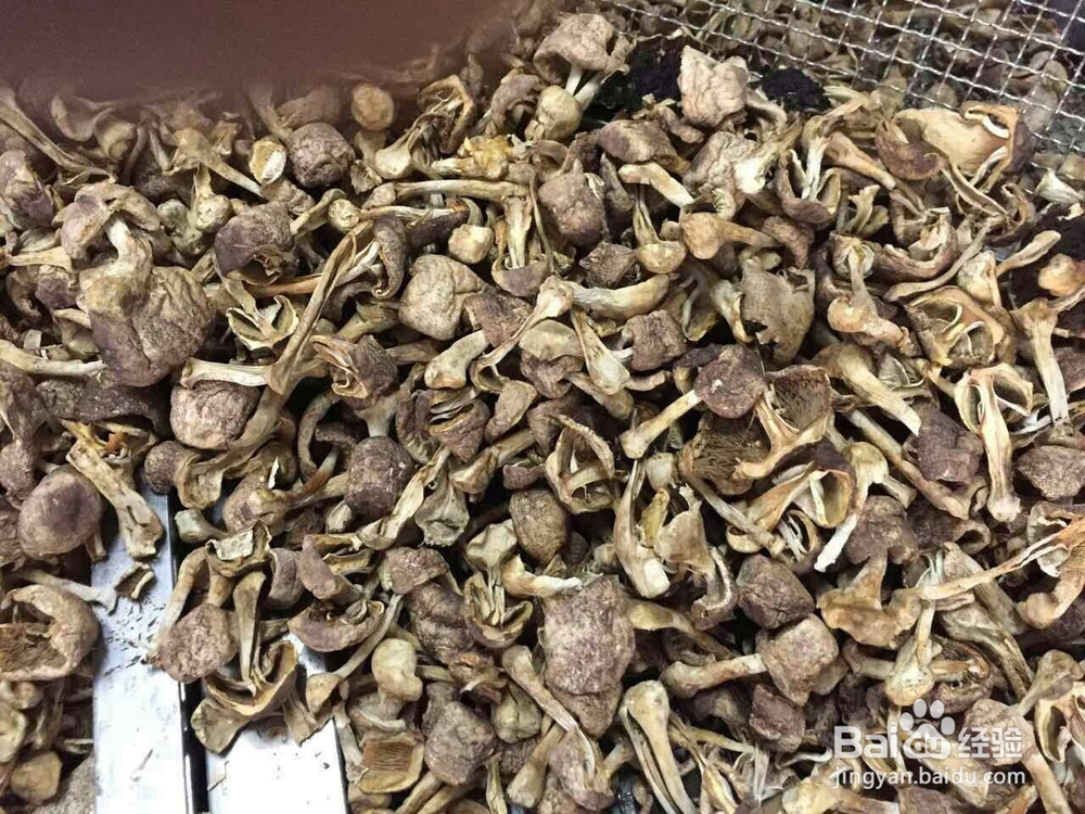 空气源高温热泵烘干机应用在香菇烘干的工艺流程