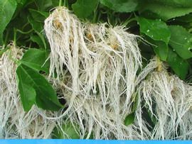 怎样使难于生根的花木快速生根?