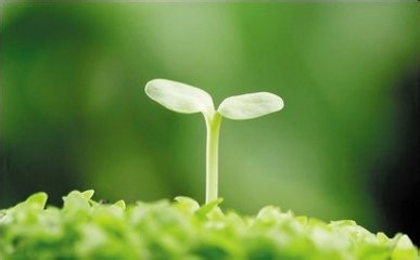 大棚小番茄种植 橙蜜香