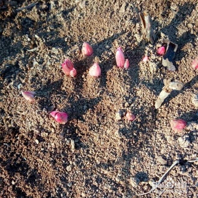 芍药刚出芽如何施肥