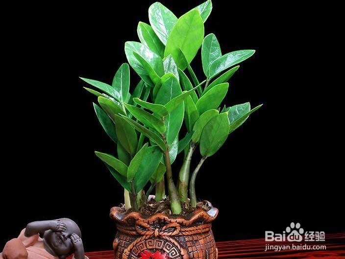 金钱树的养殖方法和注意事项