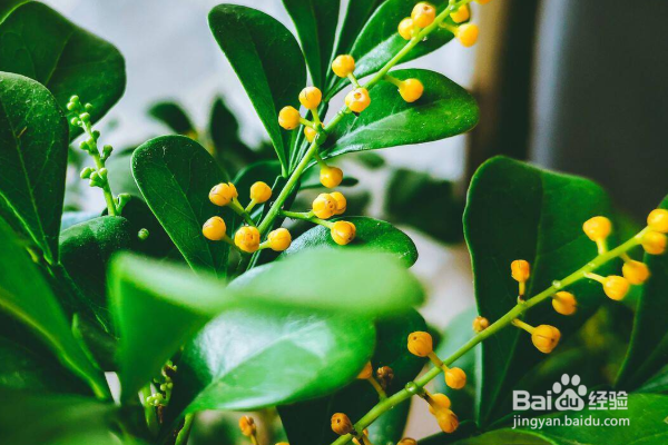 米兰花的养殖方法和注意事项？