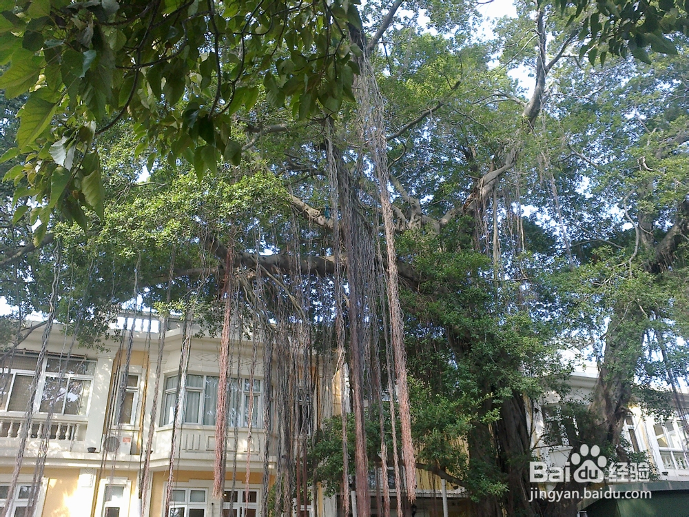 鼓浪屿旅游攻略之钢琴博物馆——世上最美的声音