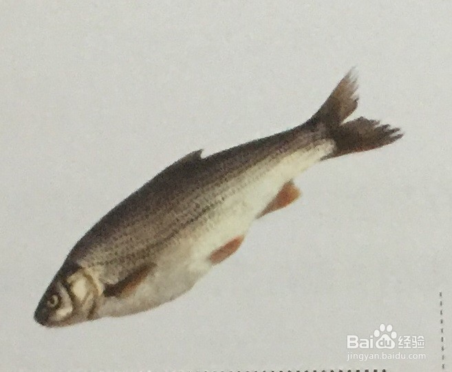 河鲜、海鲜做之前怎么清洗