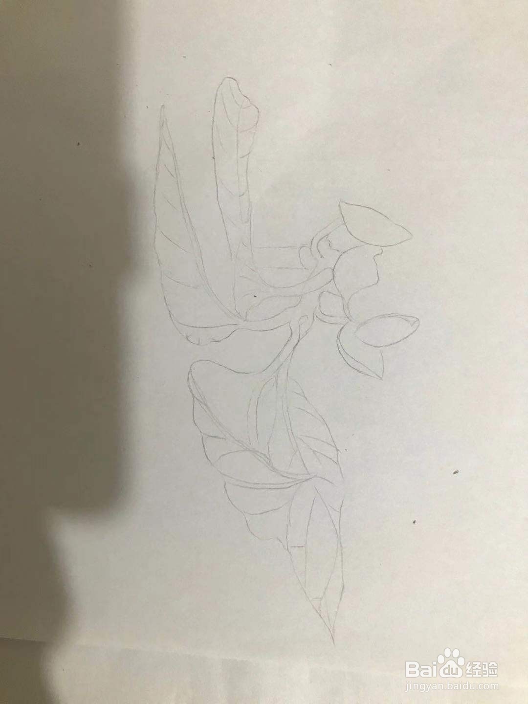 画五味子的花朵和枝叶