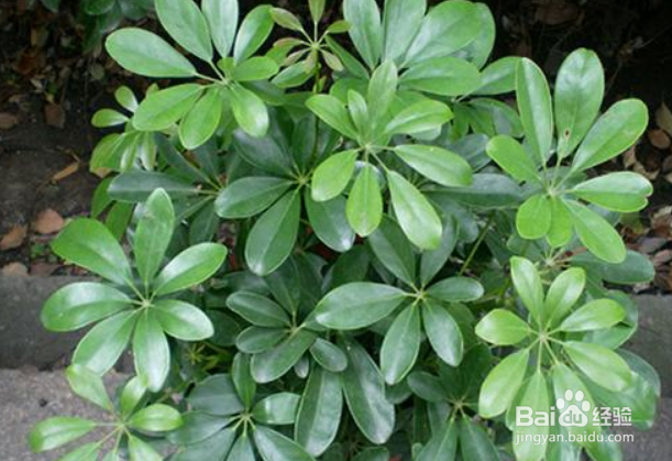 鸭掌木怎么修剪