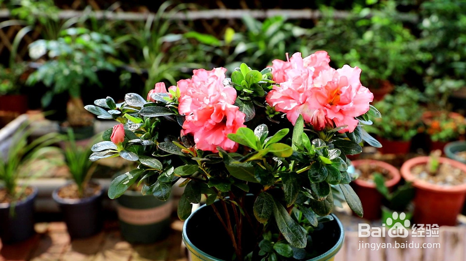 杜鹃花花谢了后怎么养