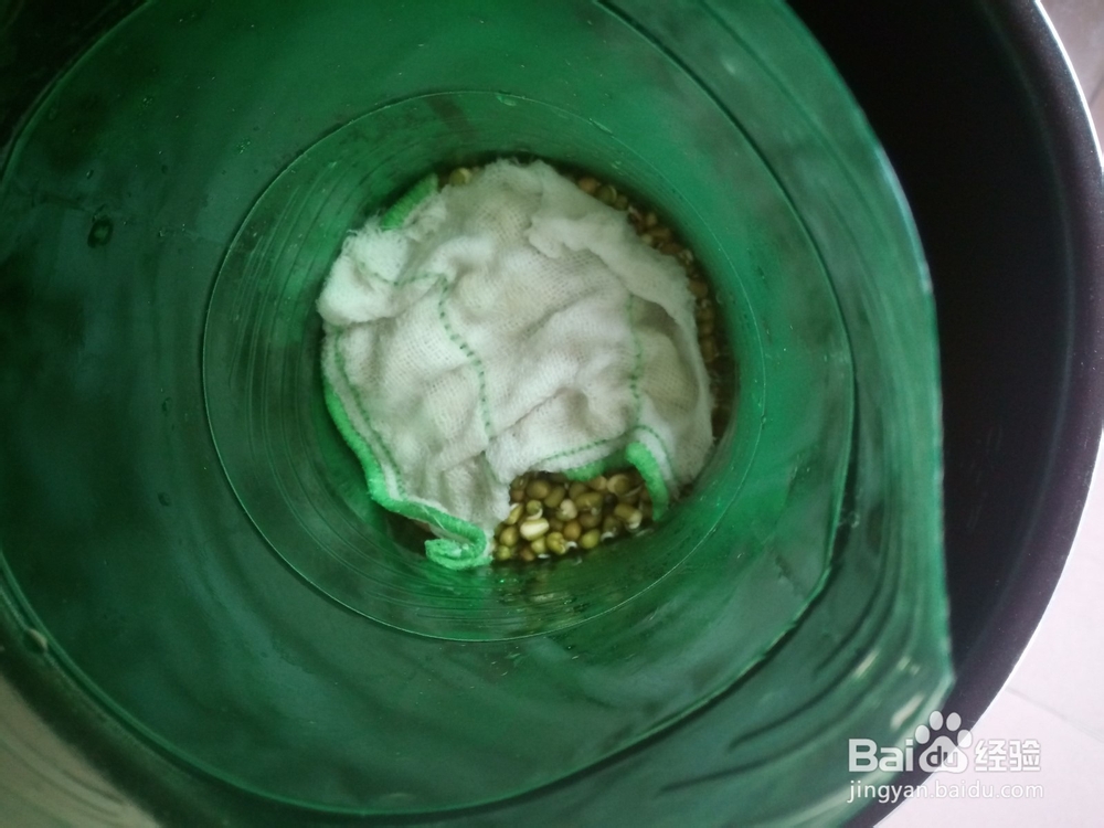 教你自制绿豆芽