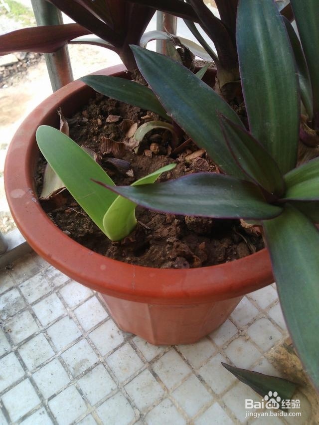 如何才能养好一盆花