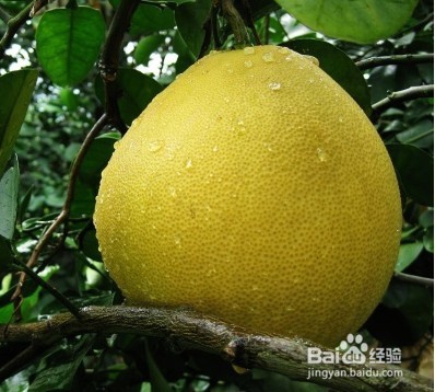 八种食物帮助久坐族对抗下身臃肿