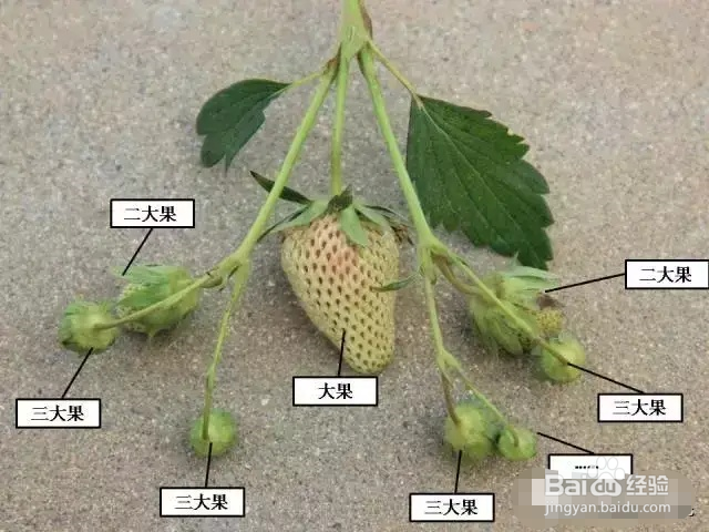 大草莓的生长过程