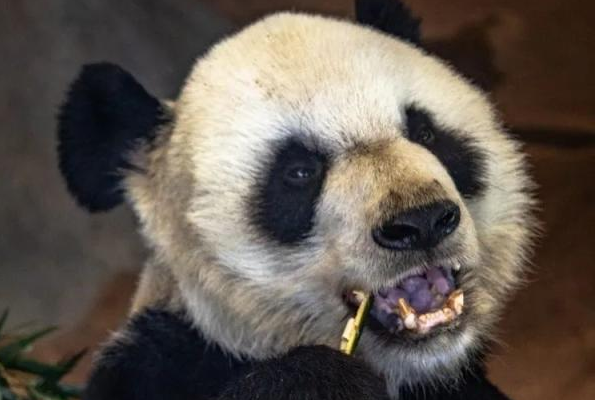 熊猫丫丫回国了吗,