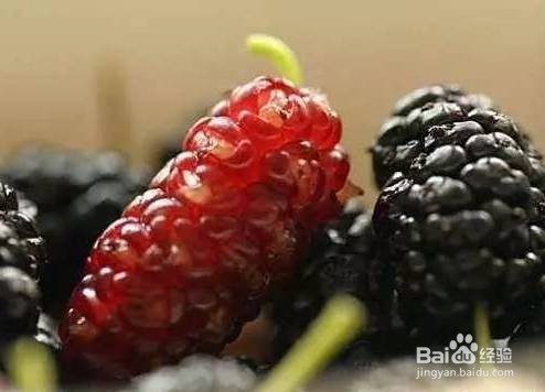 刚摘的桑葚怎么保存