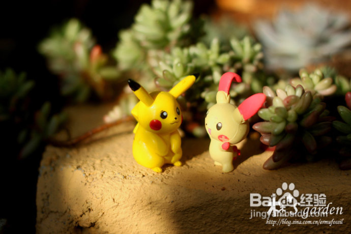 植物摄影小窍门+皮神山大王记