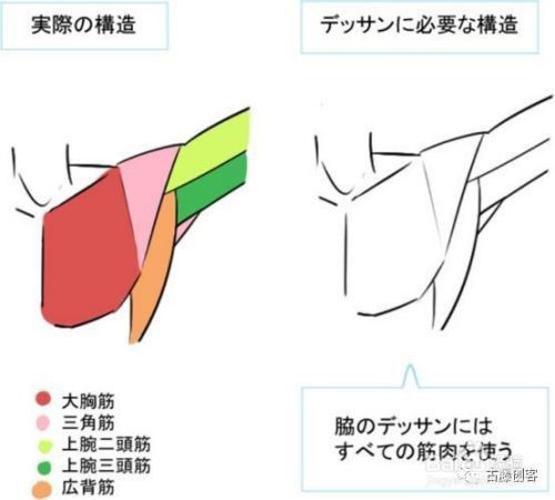 肌肉和骨头简单的解说 腋下 手肘的画法 百度经验