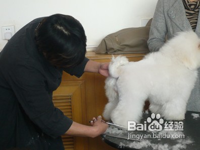 比熊的日常护理