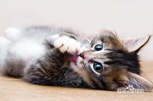 猫咪有哪些常见的疾病？应该怎么处理