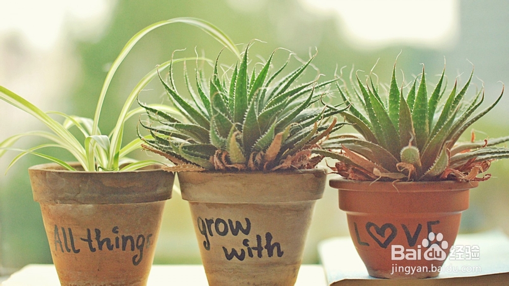 如何追求喜欢的女孩子?